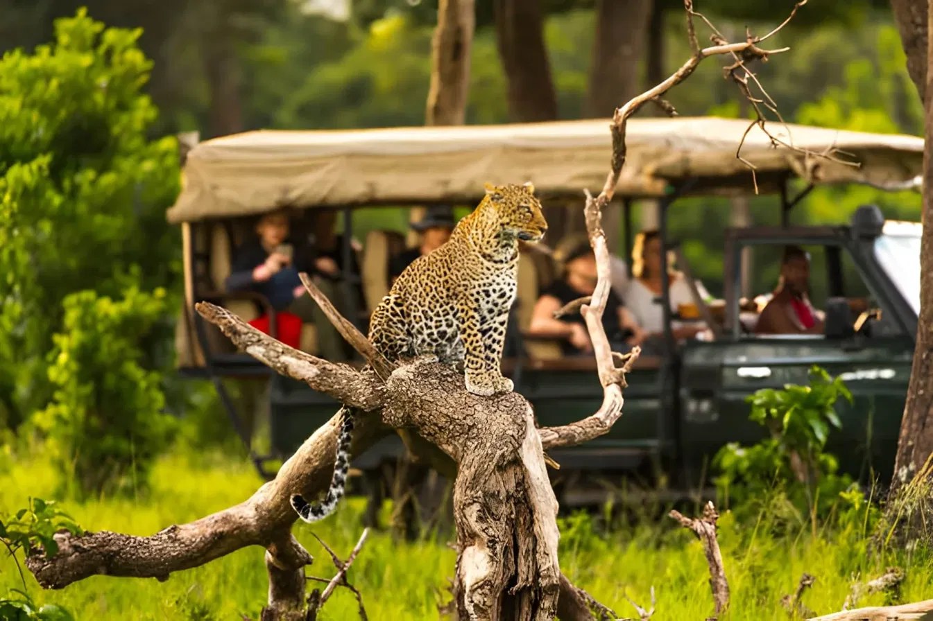 Leopard resting on a tree branch while a safari jeep watches from below