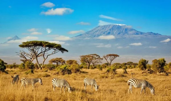 Zebras grazing with Mount Kilimanjaro in the background