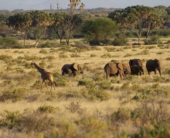 4 Days Mount Kenya Sirimon (Ascend) – Chogoria (Descent) Route