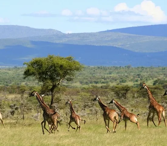 4 Days Mount Kenya Naromoru (Ascend) – Naromoru (Descent) Route